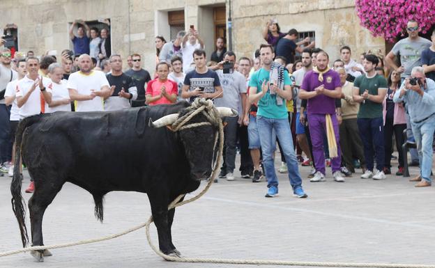 El toro Habilitado, con las maromas en Astudillo.