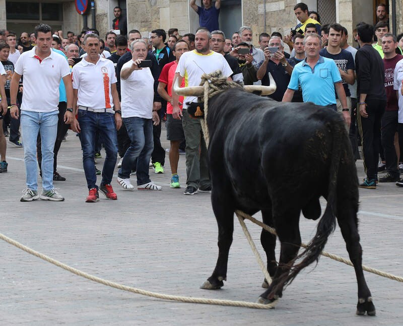 Debe esperarse aún al fallo del Supremo para poder determinar cuál será el futuro de este festejo taurino que viene enfrentando en las últimas décadas a organizaciones de defensa de los animales con los vecinos del pueblo