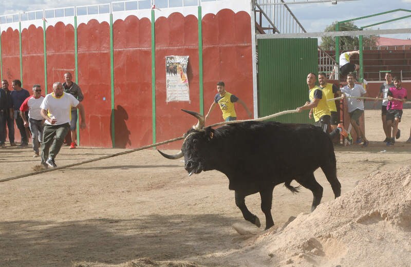 Debe esperarse aún al fallo del Supremo para poder determinar cuál será el futuro de este festejo taurino que viene enfrentando en las últimas décadas a organizaciones de defensa de los animales con los vecinos del pueblo