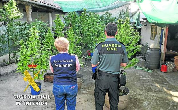 La Guardia Civil halla y desarticula una plantación de marihuana
