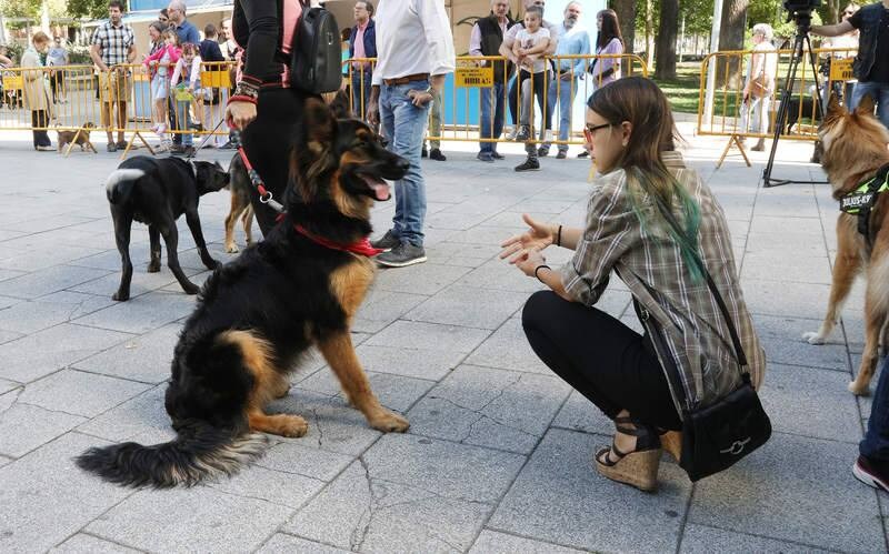 Feria de la adopción en Palencia