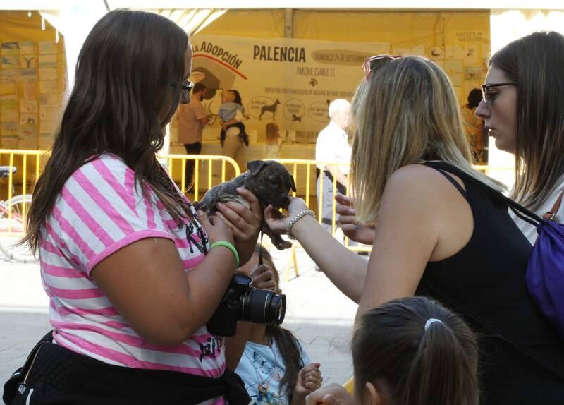 Feria de la adopción en Palencia