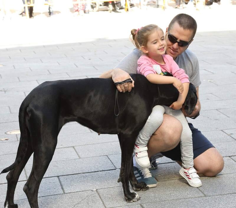 Feria de la adopción en Palencia