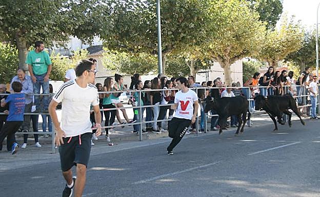 Vaquillas en una edición anterior de las fiestas de San Miguel. 