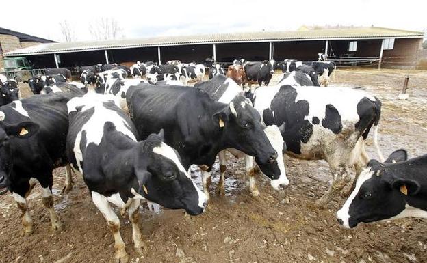 La Unión Europea declara libre de brucelosis bovina a Zamora