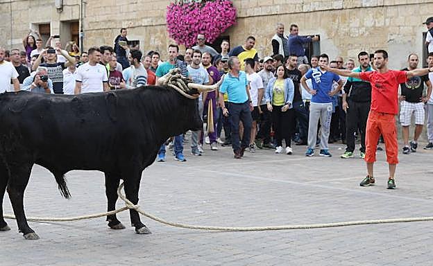 Celebración del último toro enmaromado en Astudillo.