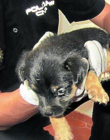 Imagen secundaria 2 - Arriba, las camadas de cachorros trasladadas as los pocos días de nacer. Debajo, un criadero ilegal de perros desmantelado por la Guardia Civil.