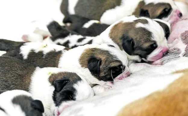 Imagen principal - Arriba, las camadas de cachorros trasladadas as los pocos días de nacer. Debajo, un criadero ilegal de perros desmantelado por la Guardia Civil.