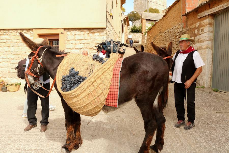 XX Fiesta de la Vendimia del Arlanza en Valdecañas de Cerrato (1/3)