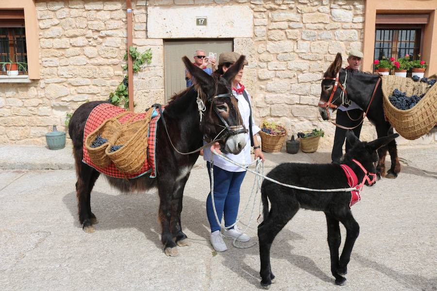 XX Fiesta de la Vendimia del Arlanza en Valdecañas de Cerrato (1/3)