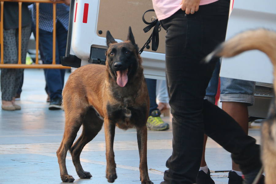 Exhibición canina a los pies de la Catedral