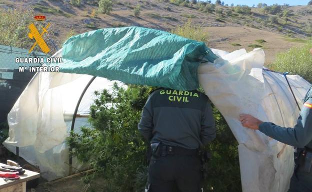 Plantas de marihuana intervenidas. 