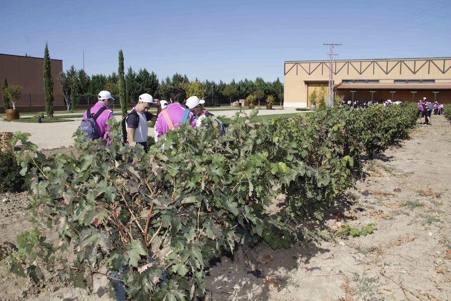 Durante la entrega de los galardones, los estudiantes participaron en distintas actividades de recreo y didácticas en un viñedo del grupo bodeguero familiar Emilio Moro, organizador del certamen