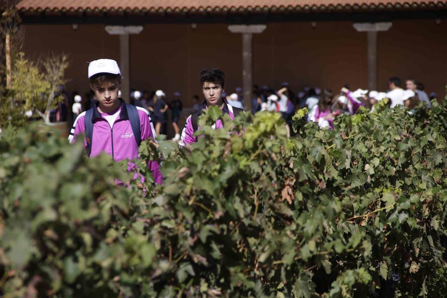 Durante la entrega de los galardones, los estudiantes participaron en distintas actividades de recreo y didácticas en un viñedo del grupo bodeguero familiar Emilio Moro, organizador del certamen