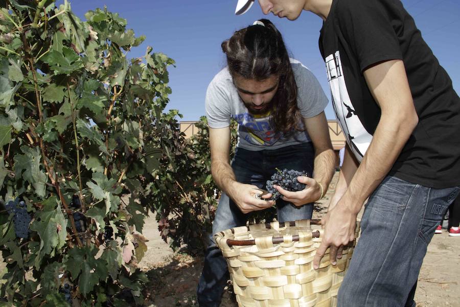 Durante la entrega de los galardones, los estudiantes participaron en distintas actividades de recreo y didácticas en un viñedo del grupo bodeguero familiar Emilio Moro, organizador del certamen