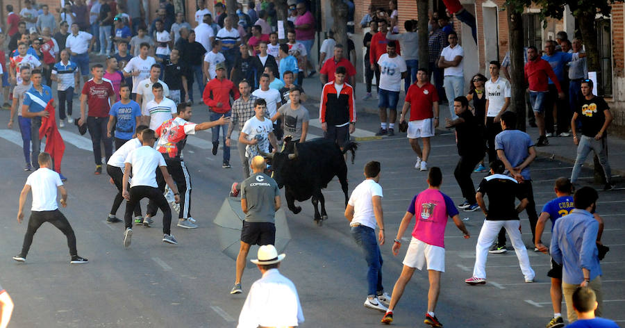 Toro en cajón en la Fiesta de la Vendimia de Rueda