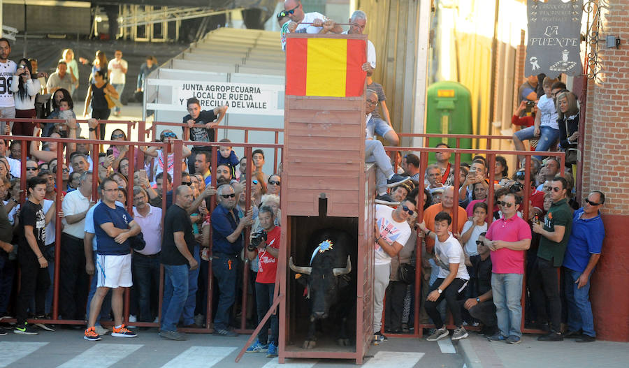 Toro en cajón en la Fiesta de la Vendimia de Rueda