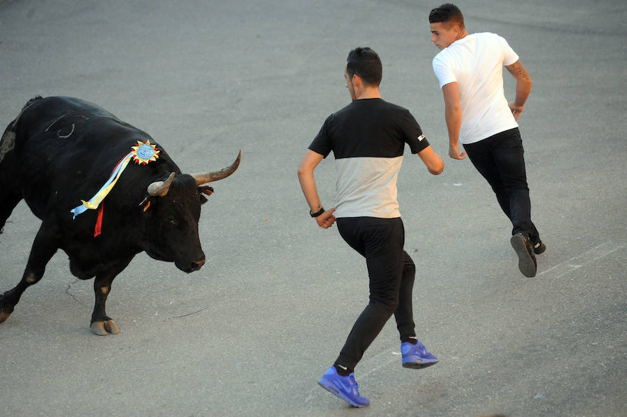 Toro en cajón en la Fiesta de la Vendimia de Rueda