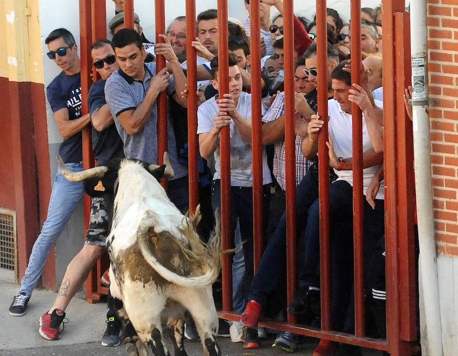 Toro en cajón en la Fiesta de la Vendimia de Rueda