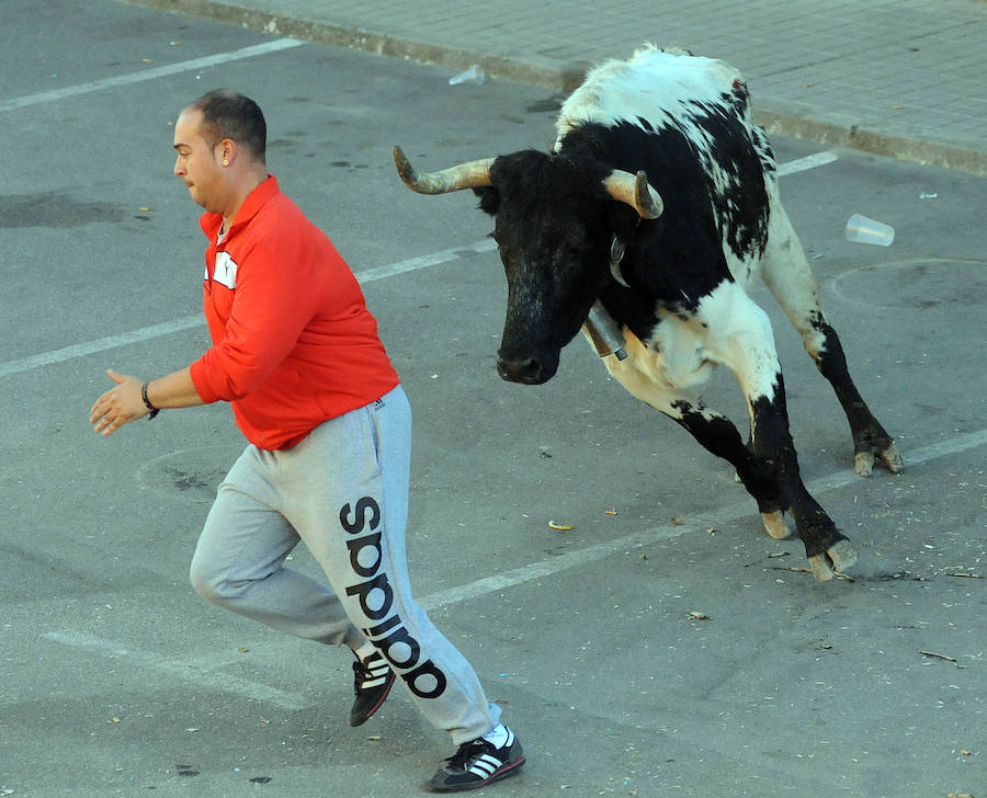 Toro en cajón en la Fiesta de la Vendimia de Rueda