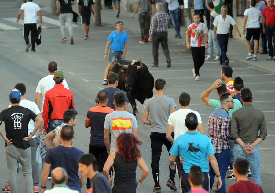 Toro en cajón en la Fiesta de la Vendimia de Rueda