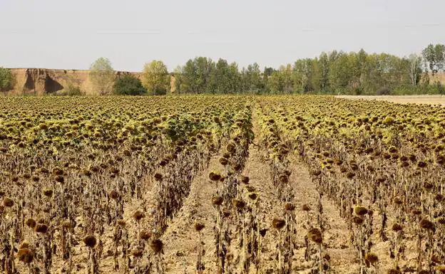 Fomento y Agricultura recuperan el pulso inversor en los presupuestos de Castilla y León de 2018 