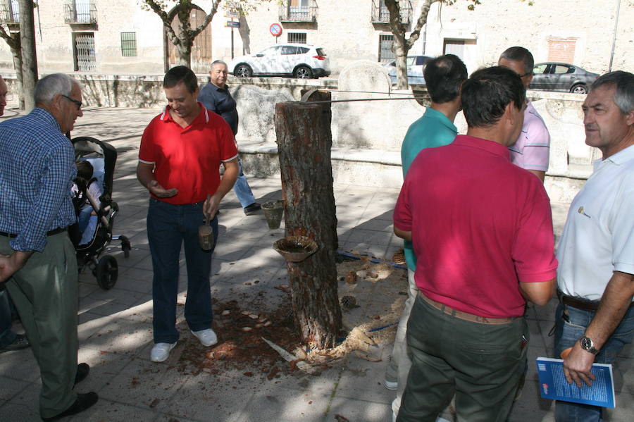 Fiesta de la resina en Cuéllar