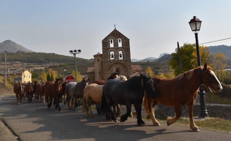 San Salvador de Cantamuda reúne a numerosos curiosos y turistas para ver y comprar estos animales