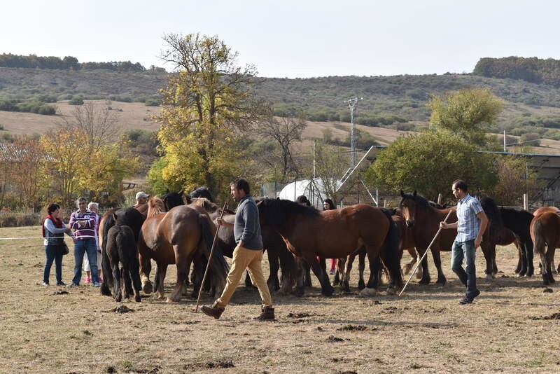 San Salvador de Cantamuda reúne a numerosos curiosos y turistas para ver y comprar estos animales