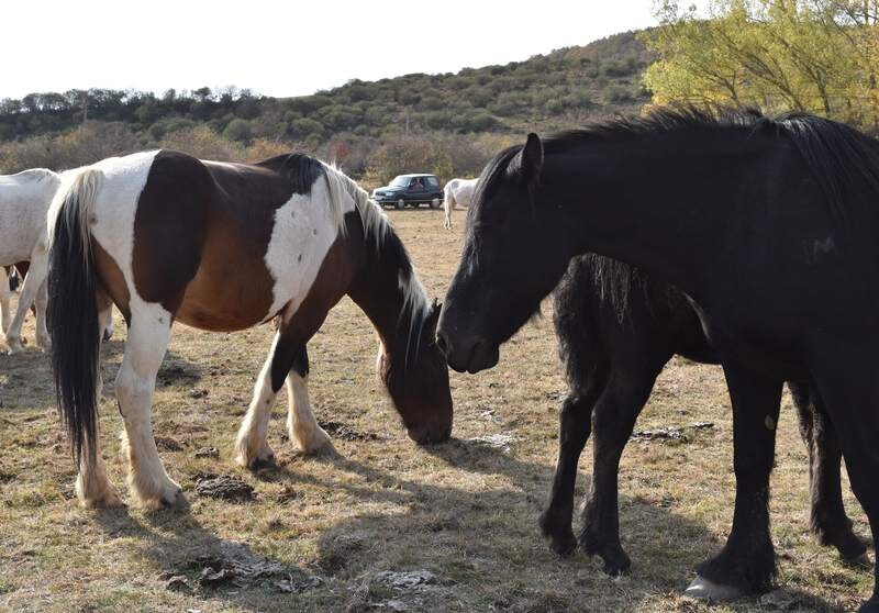 San Salvador de Cantamuda reúne a numerosos curiosos y turistas para ver y comprar estos animales