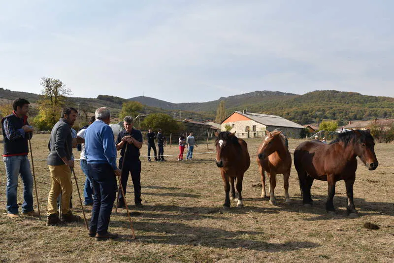 San Salvador de Cantamuda reúne a numerosos curiosos y turistas para ver y comprar estos animales