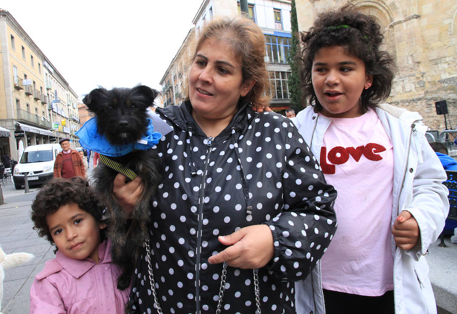 Segovia celebra el Día Mundial de los Animales