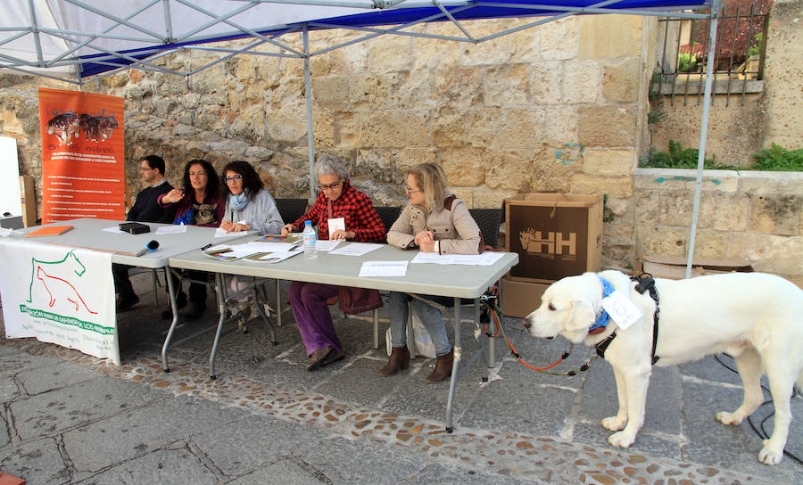 Segovia celebra el Día Mundial de los Animales