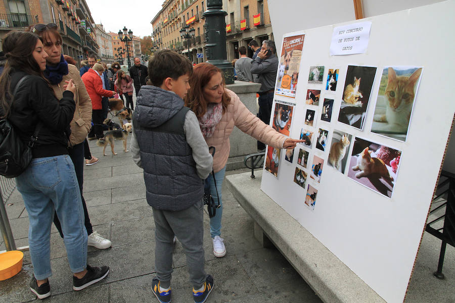 Segovia celebra el Día Mundial de los Animales