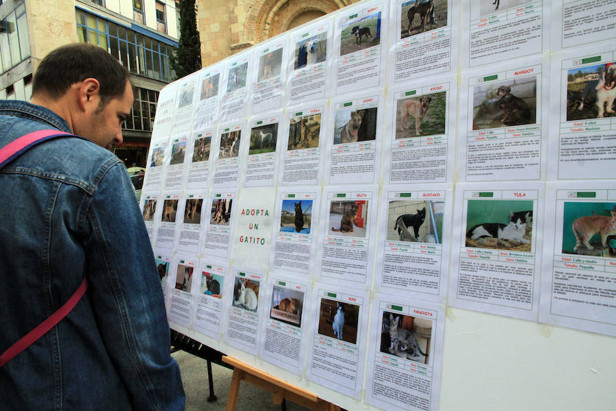 Segovia celebra el Día Mundial de los Animales