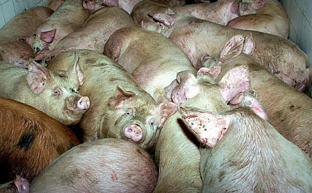 Intoxicadas cuatro personas en Soria por consumir carne de dos cerdos que sacrificaron sin control veterinario
