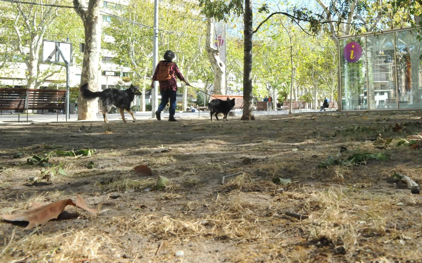Los efectos de la sequía en los jardines públicos de Valladolid