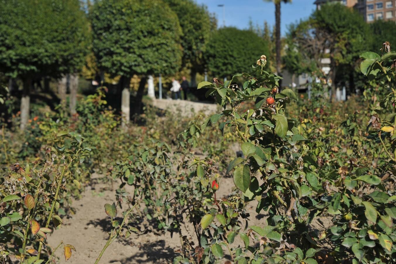 Los efectos de la sequía en los jardines públicos de Valladolid