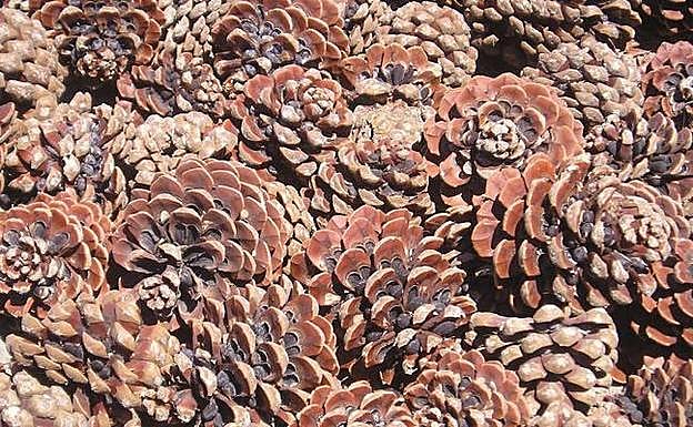 Encuentran a un anciano de 86 años que se había perdido recogiendo piñas