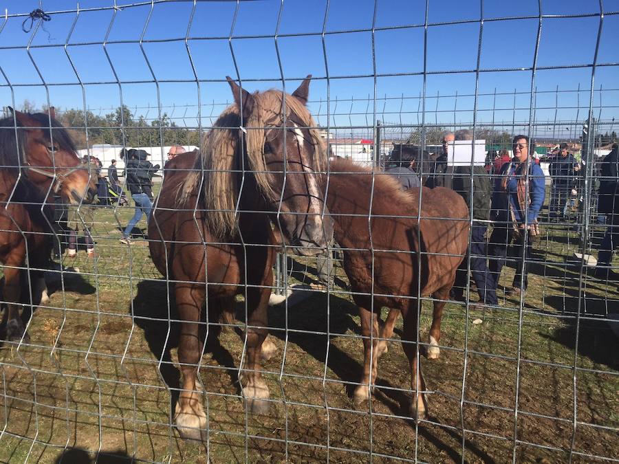 Imagen secundaria 1 - Arriba, un grupo de vecinos de Navafría en la inauguración de la plaza. Caballos en la feria celebrada en el municipio, y niños en la batukada.