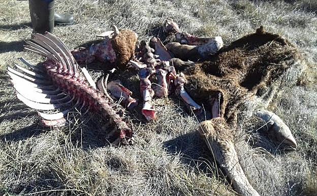 Restos de los animales vacunos muertos. 