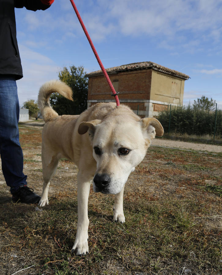 Instalaciones y perros acogidos en el centro de la protectora de animales del camino de la Carabajala