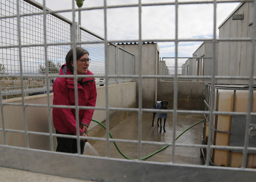 Instalaciones y perros acogidos en el centro de la protectora de animales del camino de la Carabajala