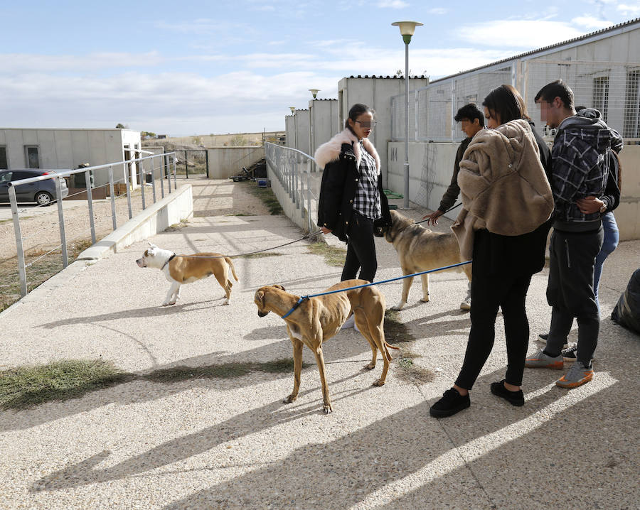 Instalaciones y perros acogidos en el centro de la protectora de animales del camino de la Carabajala