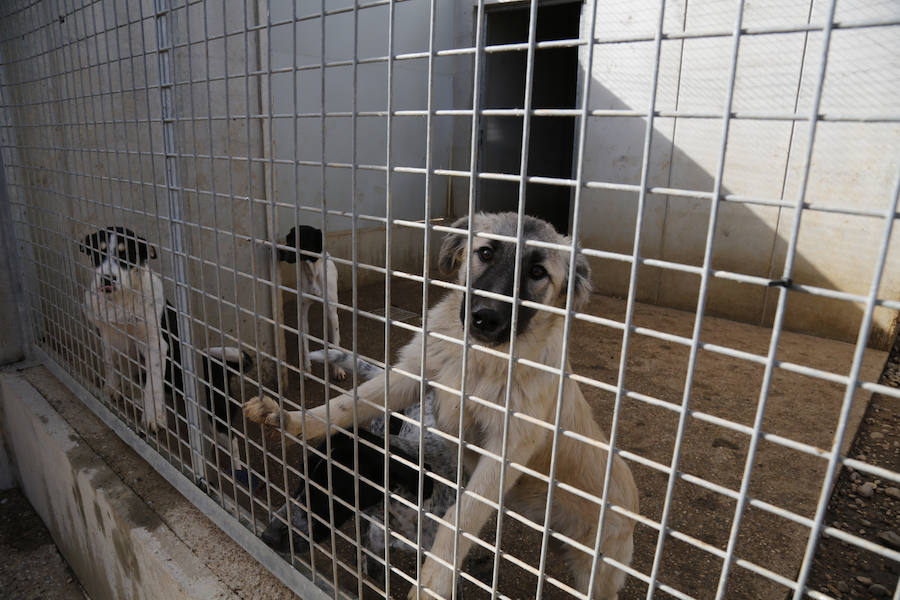 Instalaciones y perros acogidos en el centro de la protectora de animales del camino de la Carabajala