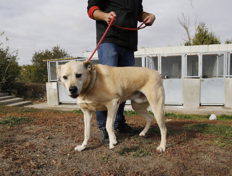Instalaciones y perros acogidos en el centro de la protectora de animales del camino de la Carabajala