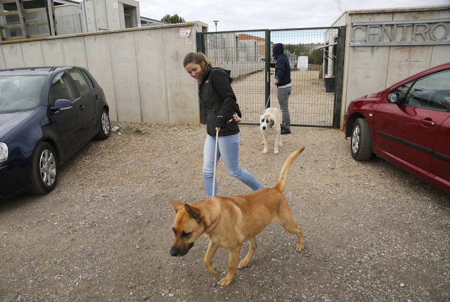 Instalaciones y perros acogidos en el centro de la protectora de animales del camino de la Carabajala