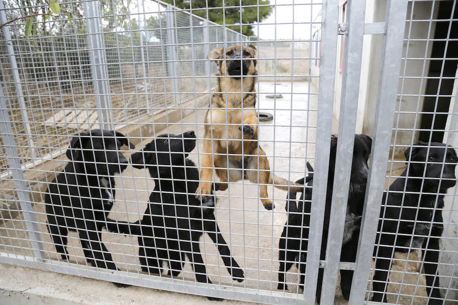 Instalaciones y perros acogidos en el centro de la protectora de animales del camino de la Carabajala