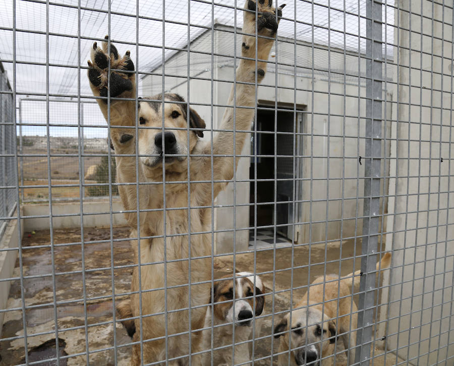 Instalaciones y perros acogidos en el centro de la protectora de animales del camino de la Carabajala