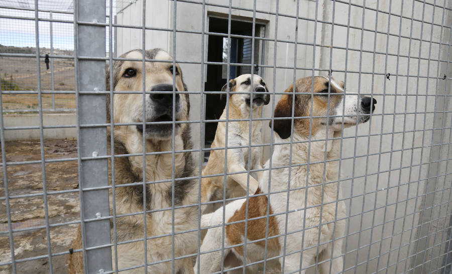 Instalaciones y perros acogidos en el centro de la protectora de animales del camino de la Carabajala